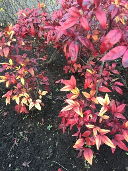 赤い 葉っぱ 植物