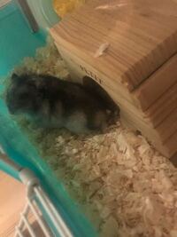 ジャンガリアンハムスターです この状態で寝てるのですが そ Yahoo 知恵袋