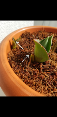 チューリップの葉先が枯れてしまいました ひとつの球根から3つの芽がでまし Yahoo 知恵袋