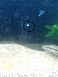 水槽のガラス面に この小さい貝のようなやつが大量発生して 何度 Yahoo 知恵袋