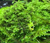 水草を種から育てようとして種をまいて2日くらいで白いカビ みたい Yahoo 知恵袋