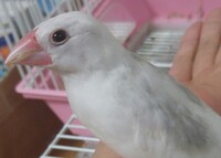 文鳥のくちばし表面がむけているように見えます 上手く写真が取れ Yahoo 知恵袋