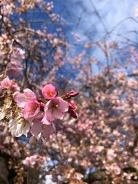 桜と梅の見分け方みたいなのありますか これは桜でしょうか 米国です Yahoo 知恵袋