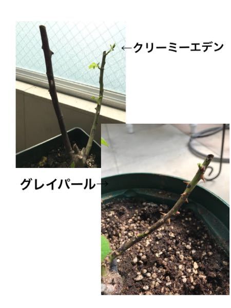 薔薇芽の出ない枝の対応について 3月に入って薔薇も次々と新 Yahoo 知恵袋