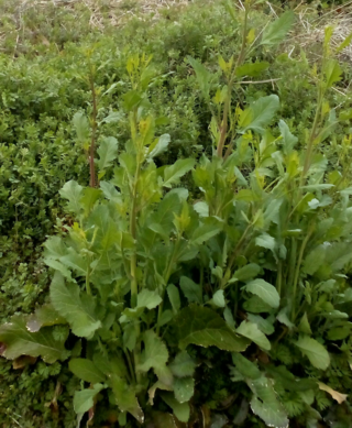 これも菜の花の一種でしょうか 茎は紫色ぽっくて 花穂は小 Yahoo 知恵袋