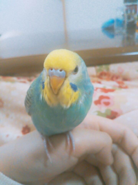 インコさんはクシャミをして鼻水を飛ばすことはありますか 今 顔の前で Yahoo 知恵袋