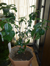 ハイビスカス冬越し 剪定について 先月中旬から室内入れ花もまだ咲い Yahoo 知恵袋