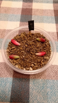 多肉植物の 紅の玉 の葉挿しの育て方について教えてください 紅 Yahoo 知恵袋