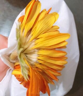 ガーベラが枯れてしまいました 花のがくの部分から綿 のようなもの Yahoo 知恵袋