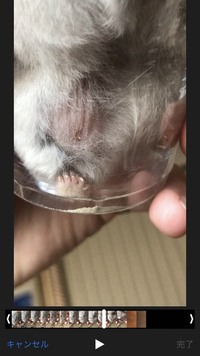 ハムスターにダニ がわいています たくさん湧いていますどうすればとれますか Yahoo 知恵袋