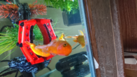 金魚が水槽から飛び出し 干からびかけていた頃に発見しました Yahoo 知恵袋
