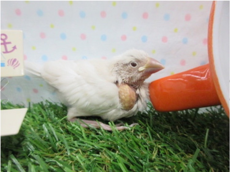 この文鳥の雛はペットショップではクリームイノか シナモンイノと言ってます Yahoo 知恵袋