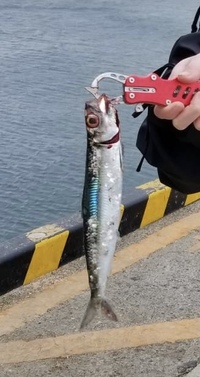 昼から釣りに行きます 時間帯として釣れると思いますか 一般的には朝夕のマ Yahoo 知恵袋