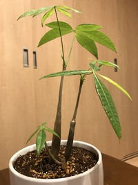 こんにちは このパキラは実生苗ですか パキラ 観葉植物 植 Yahoo 知恵袋