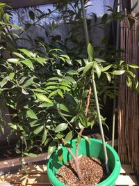 植物の凪 ナギ の剪定について 教えて下さい 写真のとおり ２ Yahoo 知恵袋