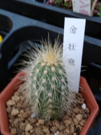 サボテンに詳しい方助けてください せっかく花が咲いたサボテンが今日見 Yahoo 知恵袋