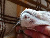 飼い猫の顎の毛が剥げているのと かさぶたなのか黒い血の塊の様な物がついて Yahoo 知恵袋