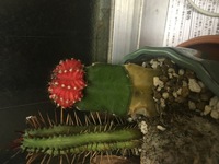 サボテンが変色してしまいました変色した部分はぷにぷにしています Yahoo 知恵袋