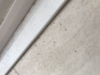 お風呂場に茶色い小さな虫が大量発生していています 昨夜風呂の中に数十匹浮いていて 教えて 住まいの先生 Yahoo 不動産