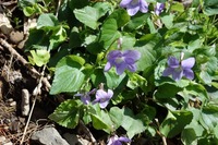 すみれ色は薄紫とは違いますか すみれ色 菫色 は紫色の一種で Yahoo 知恵袋