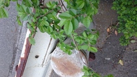 道路脇によく見るこの植物は何て名前でしょうか クルメツツジやヒラトツツ Yahoo 知恵袋