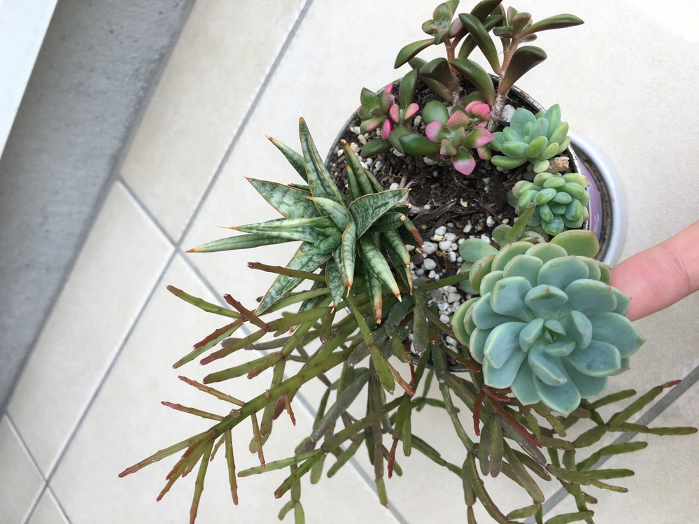 多肉植物の名前と増やし方写真の5種類の多肉植物の名前と増やし方 Yahoo 知恵袋