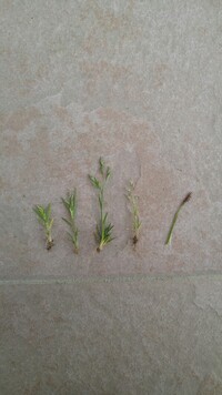 数日前から 自宅庭の芝生に白い卵 うずらの卵と同じくらいのサイズ が埋められる Yahoo 知恵袋