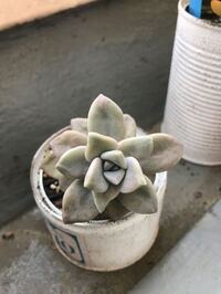雄花と雌花がある植物とない植物の見分け方ってありますか ないなら 中学生で覚 Yahoo 知恵袋