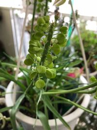 ムスカリの発芽そして 植え替えてしまった 九月下旬頃にムスカリ Yahoo 知恵袋