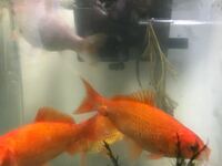 金魚の尻尾付近にデキモノ 腫れ物があります これは病気でしょうか Yahoo 知恵袋