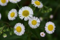 ハルジオンの花って綺麗だとおもいますか 花言葉は なんだと思いますか 自分は Yahoo 知恵袋