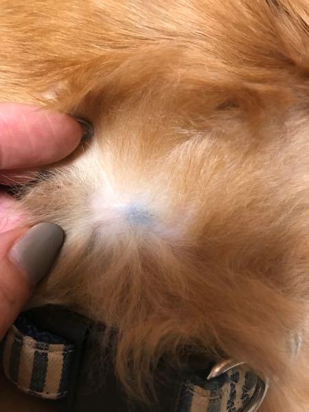 最近きずいたんですが、犬の背中に小さなしこりがありました。少しずつ 