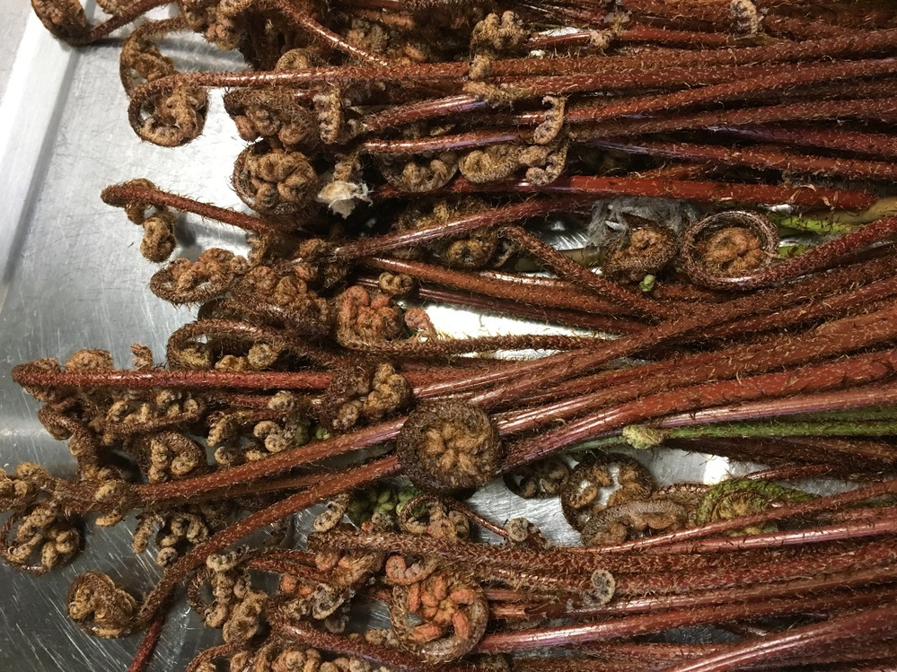 わらびかと思い 採って来てしまいました この茶色の植物は何です Yahoo 知恵袋
