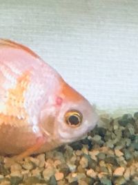 金魚のこれはなんですか 目の斜め上の赤い奴 穴あき病かボックス病の初 Yahoo 知恵袋
