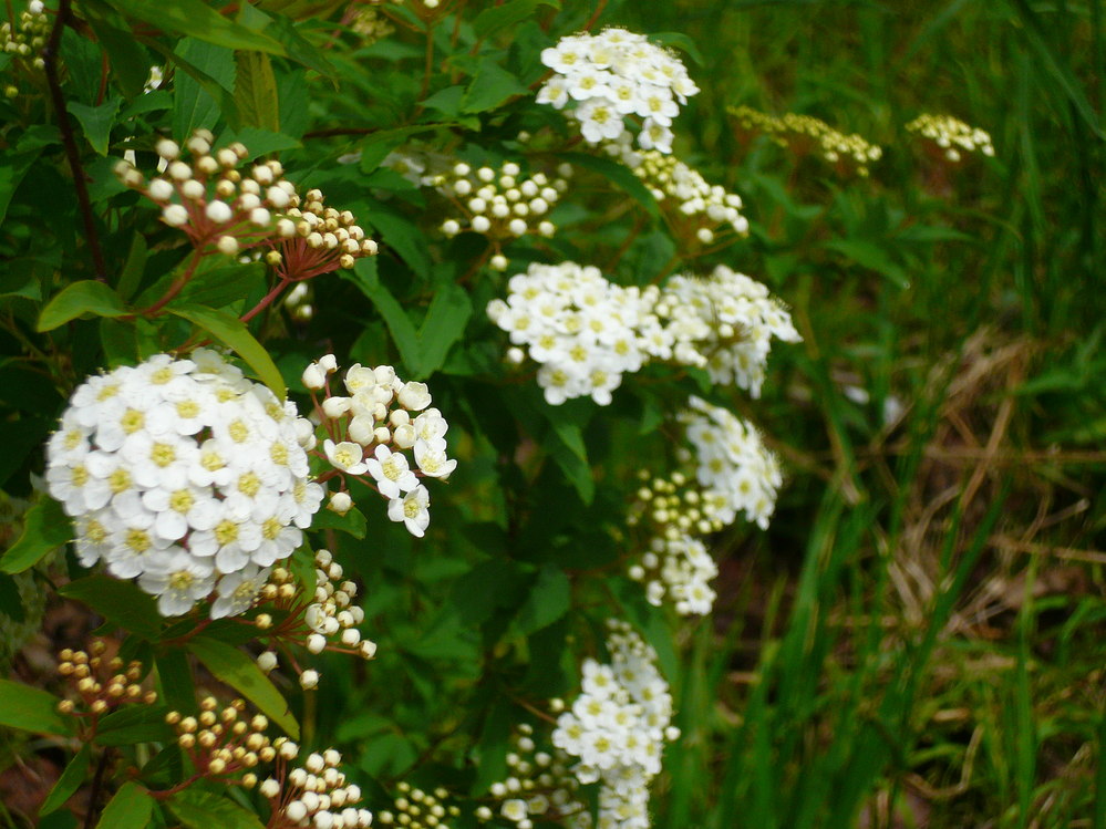 この花の名前はなんですか こでまりに似てますが アリッサ Yahoo 知恵袋