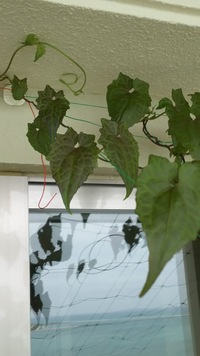 この植物の名前は何ですか 去年の夏からベランダに置いてある植木 Yahoo 知恵袋