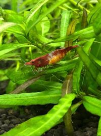 レッドチェリーシュリンプの抱卵 卵の色 卵の数が減ってます 昨日レ Yahoo 知恵袋