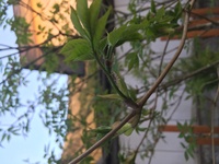 地植えのアオダモに発生した害虫の名前を教えてください 添付写真のダンゴム Yahoo 知恵袋