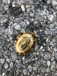 貝を採ってはいけない 日曜日に磯遊び 名前 間違ってるかもしれません Yahoo 知恵袋