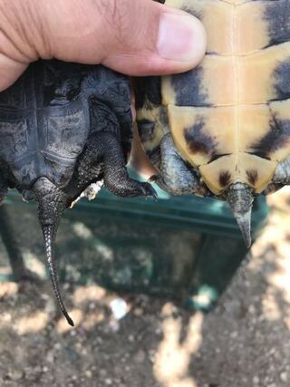 5年ほど前からミナミイシガメとニホンイシガメを飼っているのですが 性別が Yahoo 知恵袋