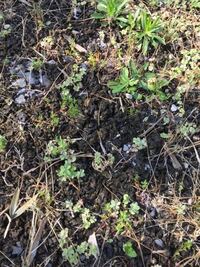 海苔とワカメの違いを英語で説明お願いします Yahoo 知恵袋