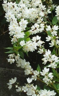 細い木に咲く小さな白い花の名前を教えて下さい ヒメウツギ Yahoo 知恵袋