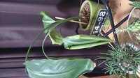 オーガスタの元気がありません 鉢植えで育てているオーガスタの元気がありま Yahoo 知恵袋