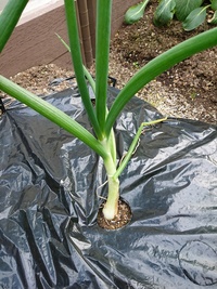 たまねぎの栽培は失敗かどうか 昨年11月に玉ねぎを植えましたが 現在ここ Yahoo 知恵袋