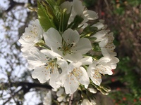 こちらは 白い桜でしょうか 木の名前を教えてください 最 Yahoo 知恵袋