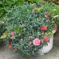 スモモ すもも 李 プラム と桃 モモ もも は何年目から 果実を成らせ Yahoo 知恵袋