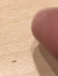 家の中の一部屋の床に小さい虫がたくさんいて動いているのを見つけました Yahoo 知恵袋