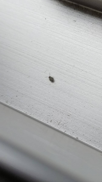 家の基礎コンクリート部分に小さな虫が出てきましたがなんという虫 Yahoo 知恵袋