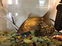 金魚は 死んだとき１００ 浮きますか 沈んでいる状態は生きて Yahoo 知恵袋