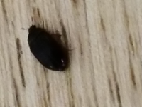 最近黒くてかたい小さな虫が部屋によくでます これはどういう虫でな Yahoo 知恵袋